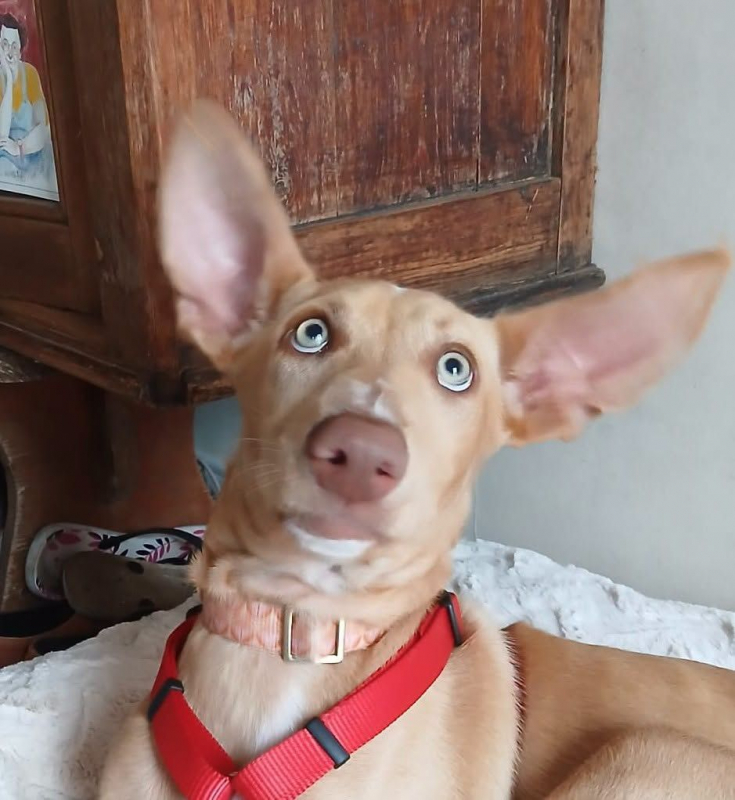 Photo #2 de MAGGIE magnifique chiot podenco femelle, 5 mois