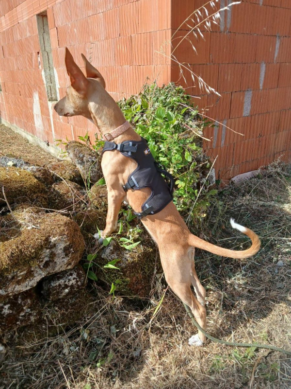Photo #4 de MAGGIE magnifique chiot podenco femelle, 5 mois