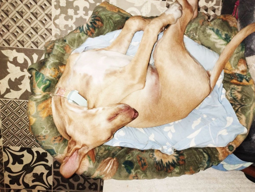 Photo #3 de MAGGIE magnifique chiot podenco femelle, 5 mois