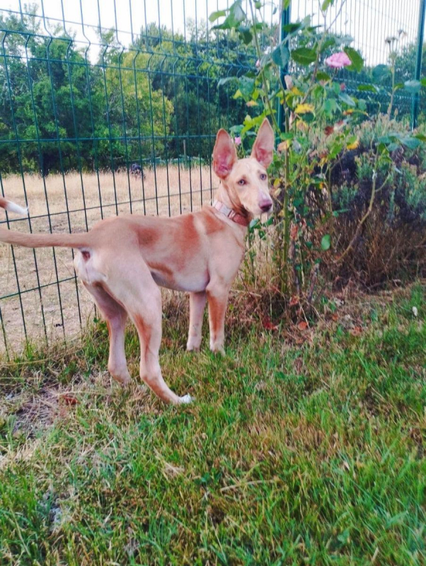 Photo #5 de MAGGIE magnifique chiot podenco femelle, 5 mois