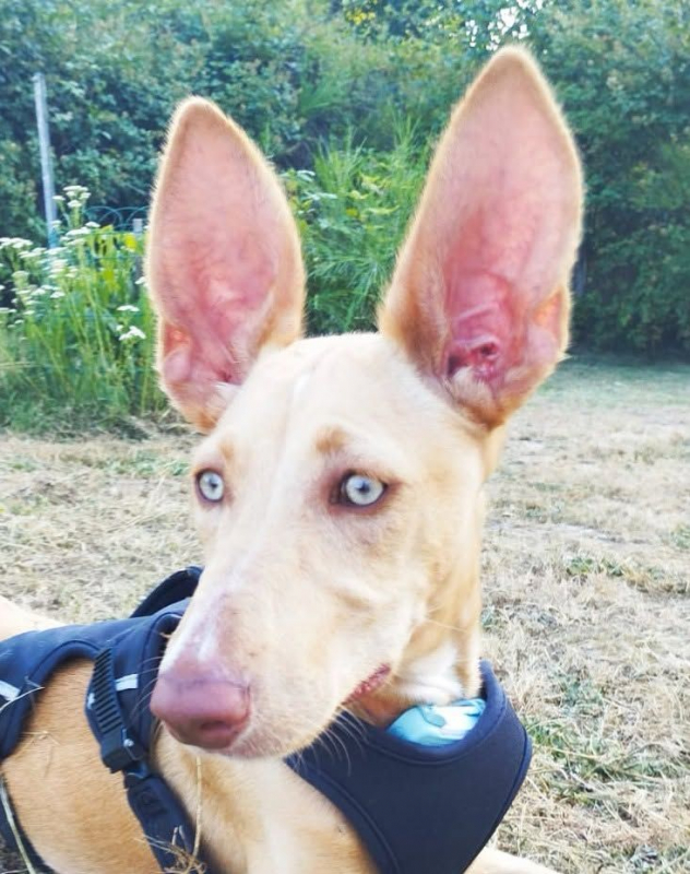 Photo #1 de MAGGIE magnifique chiot podenco femelle, 5 mois