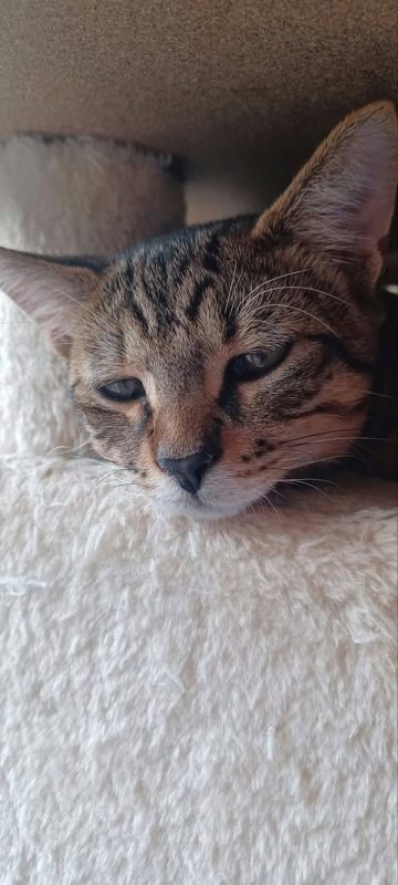 LEO - Chat à adopter - photo 5