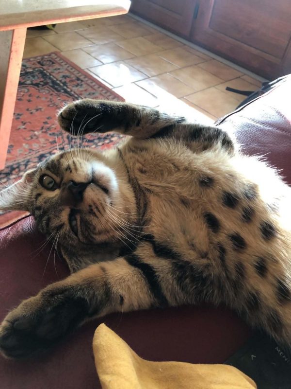 LEO - Chat à adopter