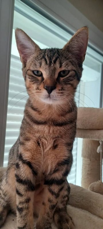 LEO - Chat à adopter - photo 4