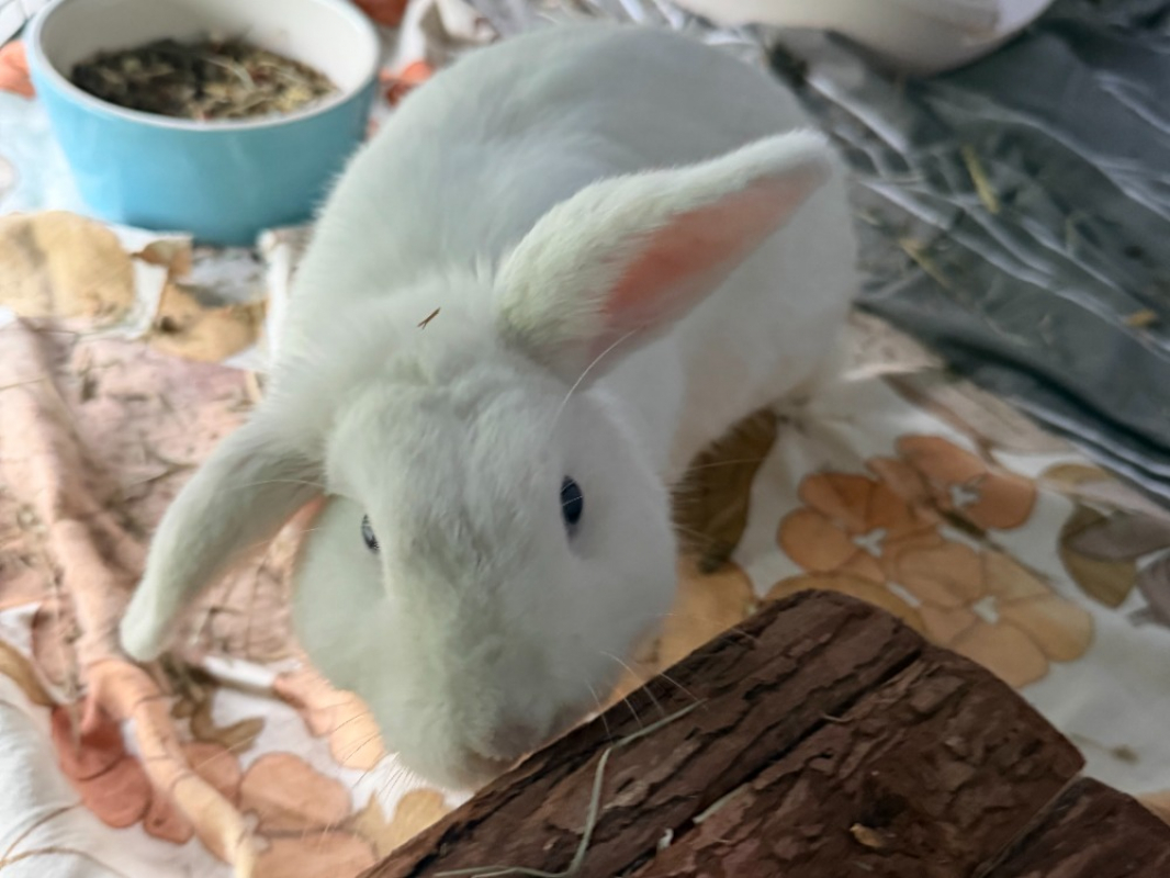 Photo de Sigmund