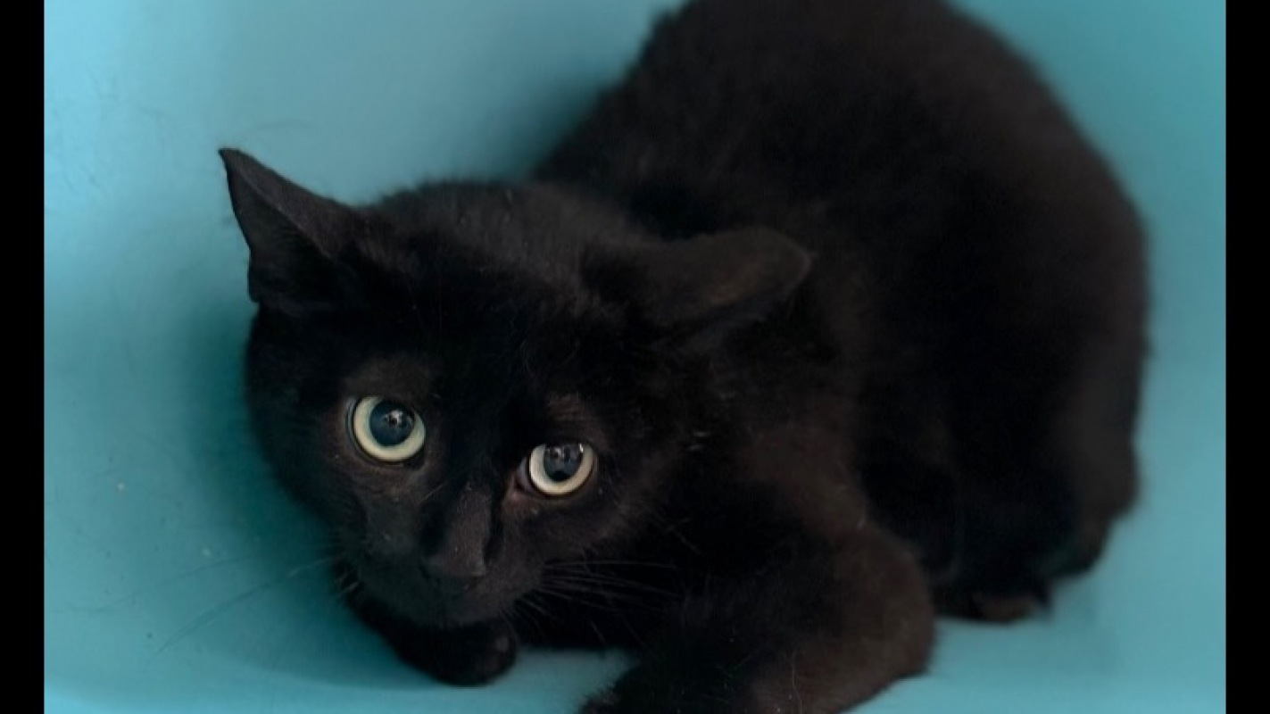 Photo de Bagheera
