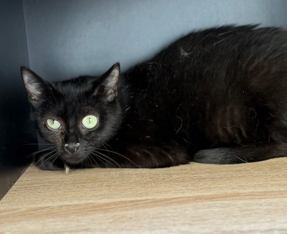 Bagheera - Chat Européen à adopter