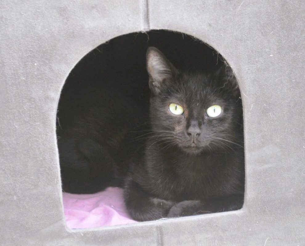 Bagheera - Chat Européen à adopter