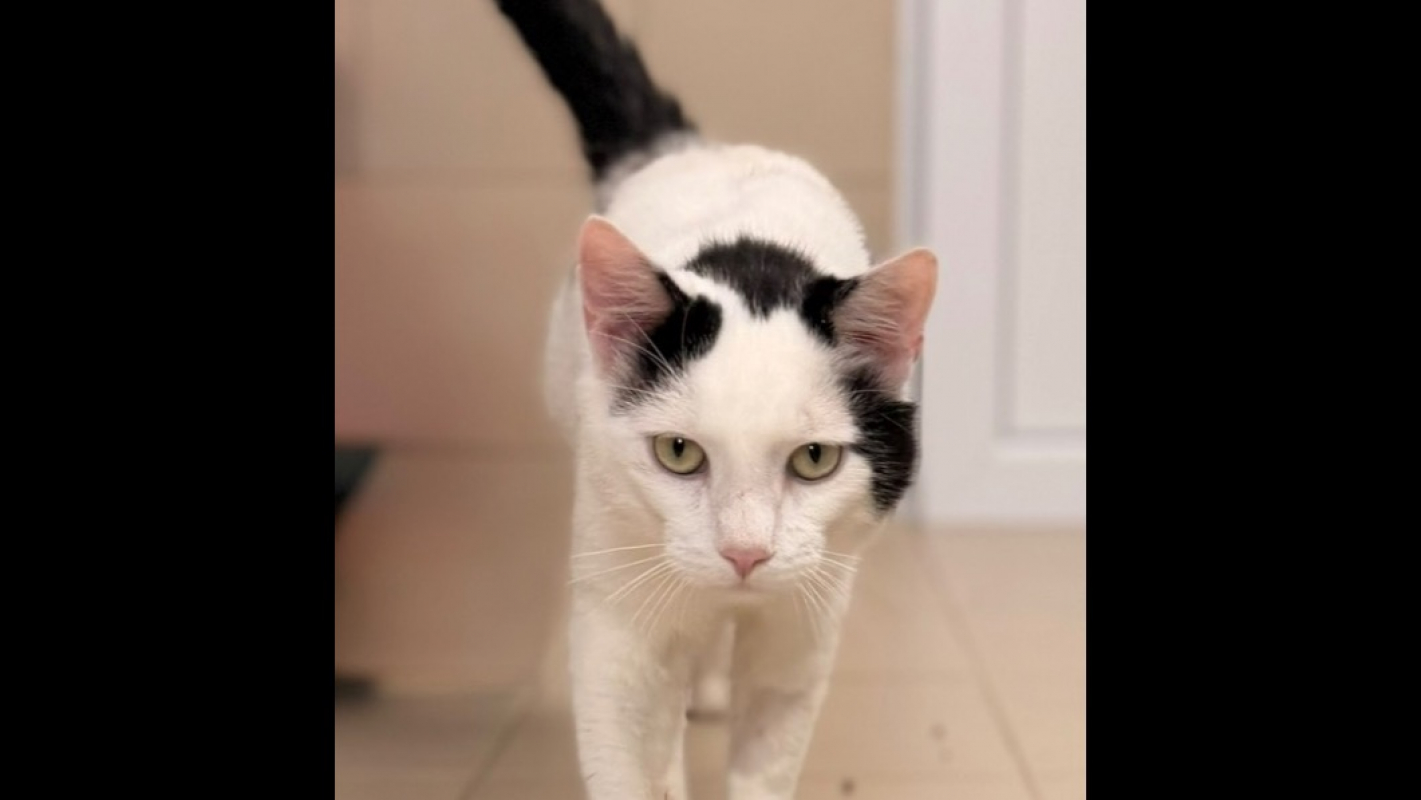 Photo de Lancelot