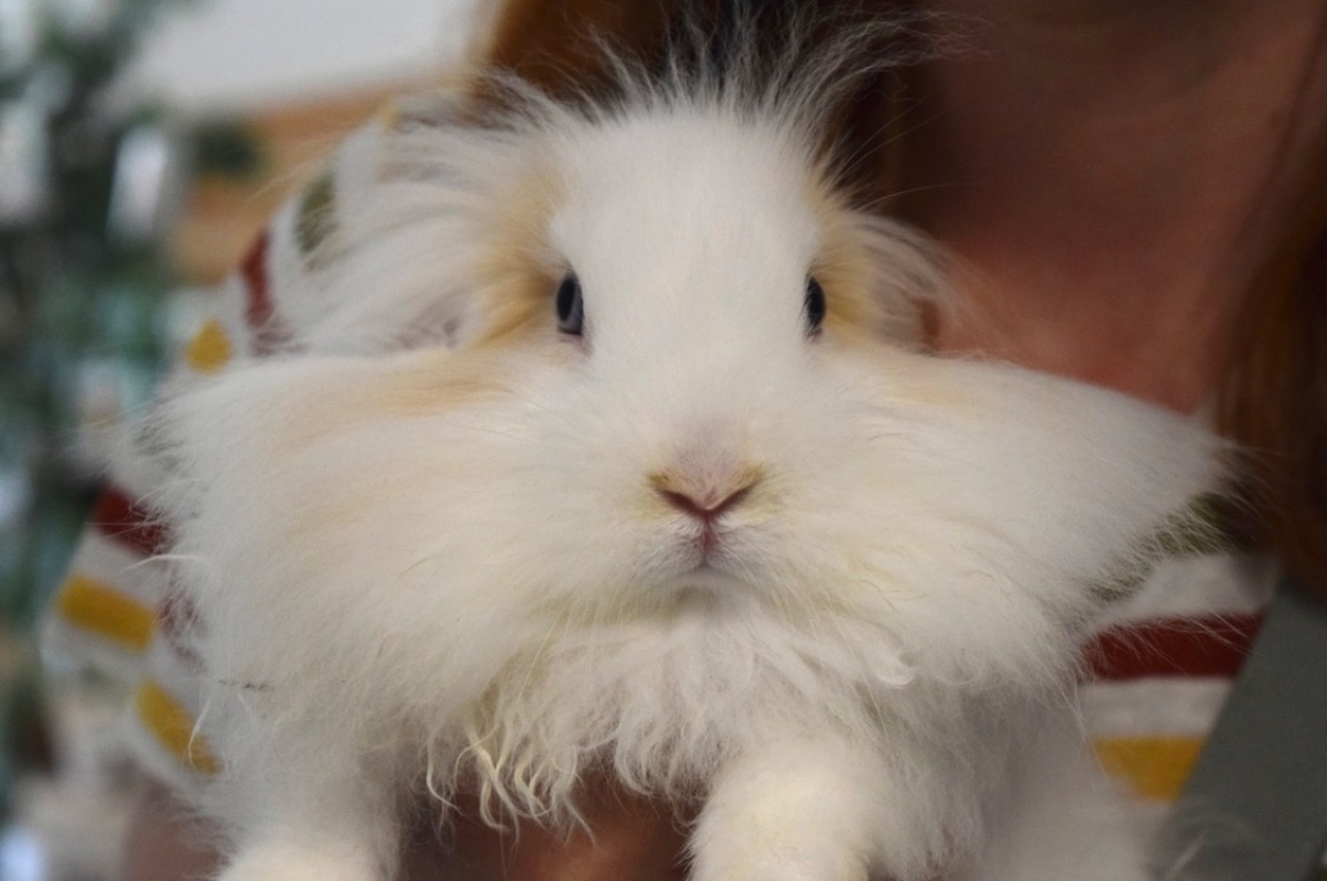 Photo de Violette