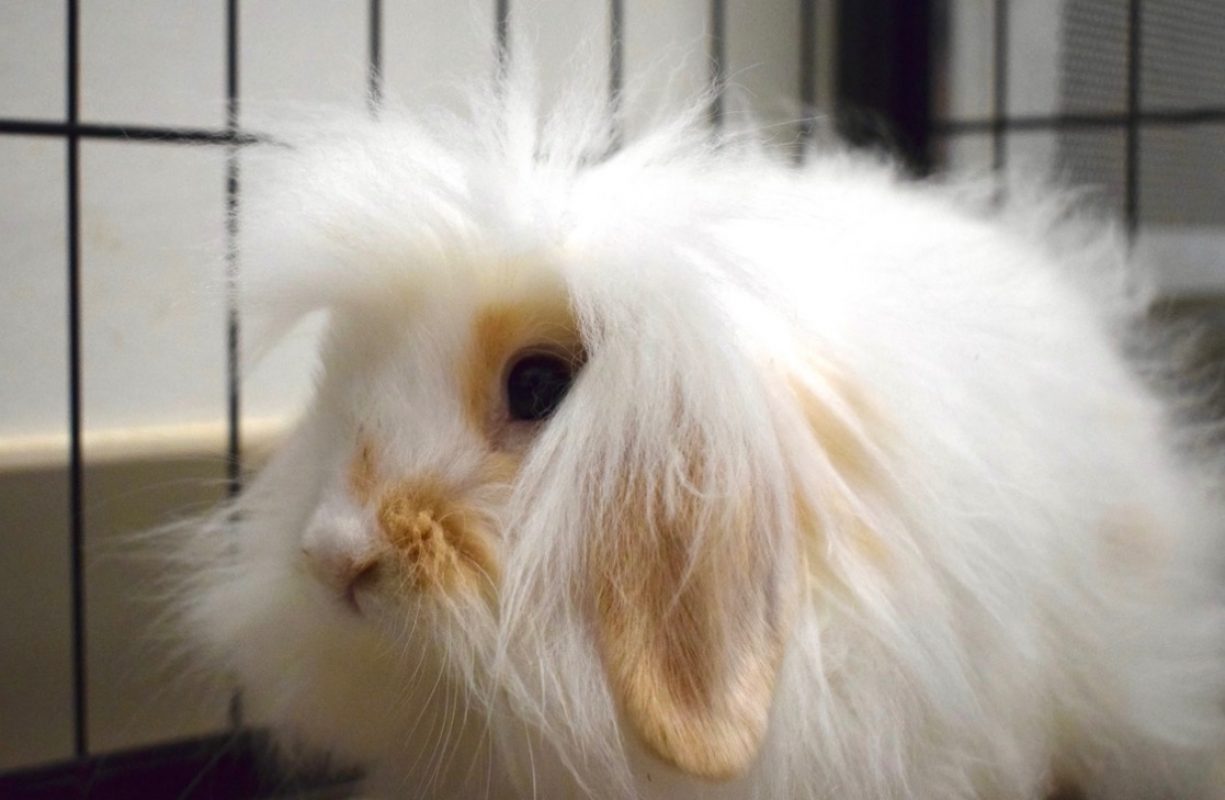 Blanco - Rongeur Lapin à adopter