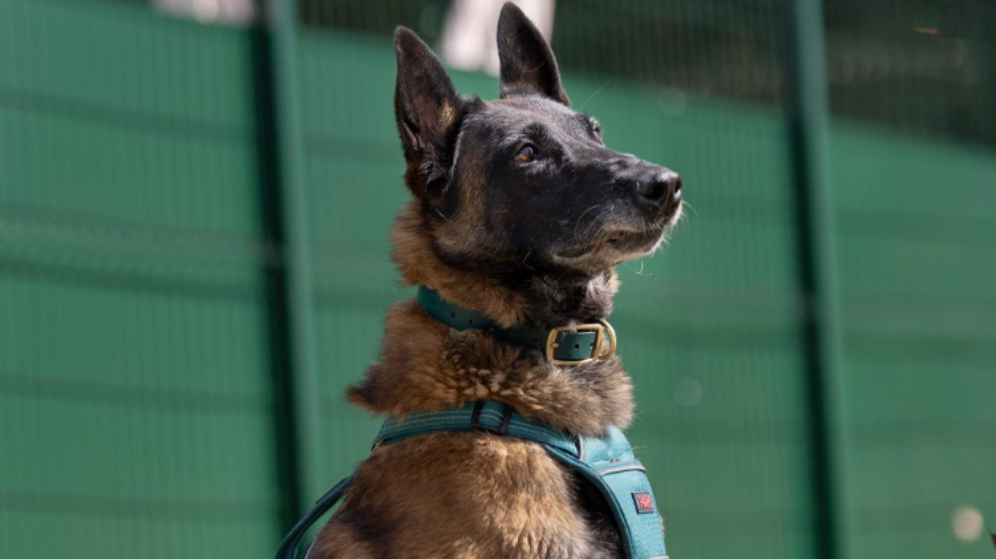Bella - Chien Berger Belge Malinois à adopter