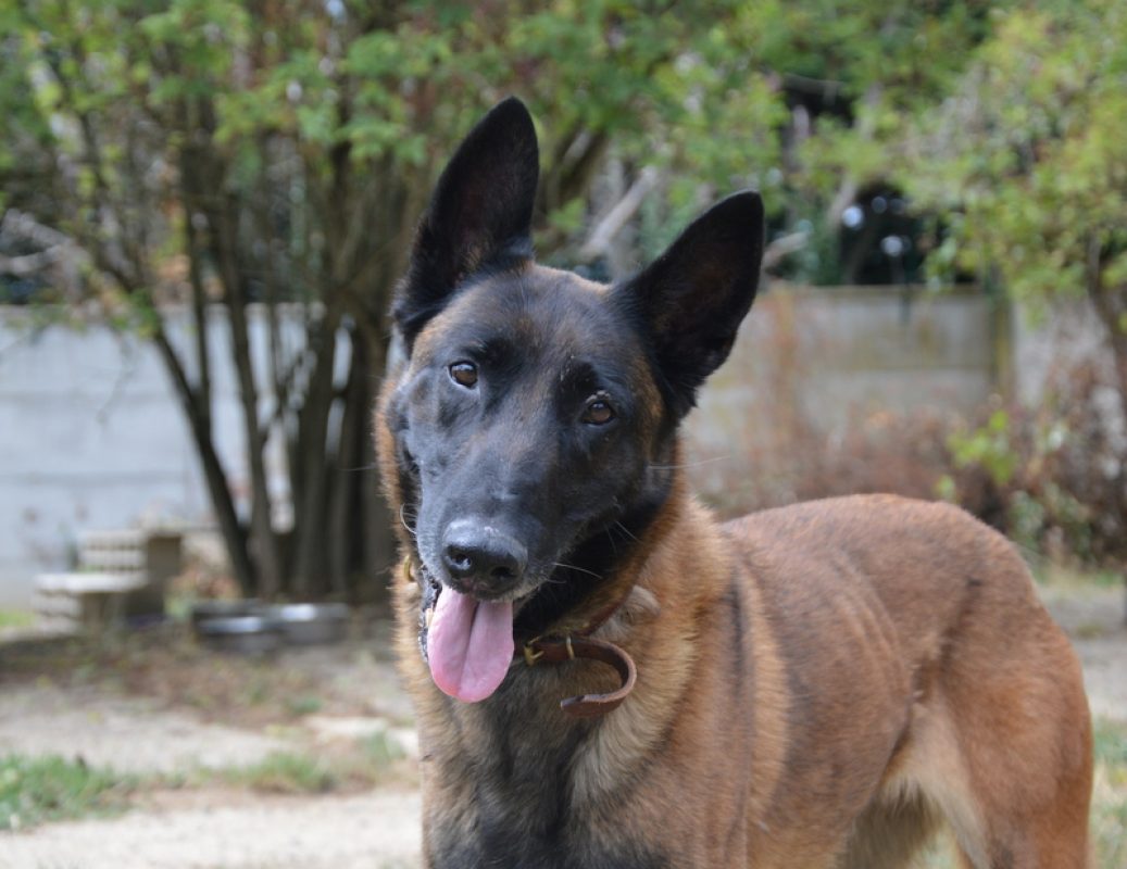 Bella - Chien Berger Belge Malinois à adopter - photo 2