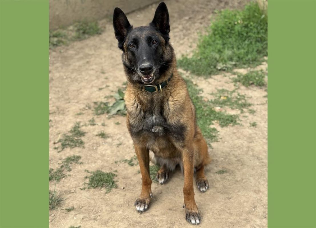 Bella - Chien Berger Belge Malinois à adopter - photo 3