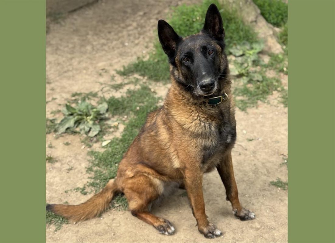 Bella - Chien Berger Belge Malinois à adopter - photo 4