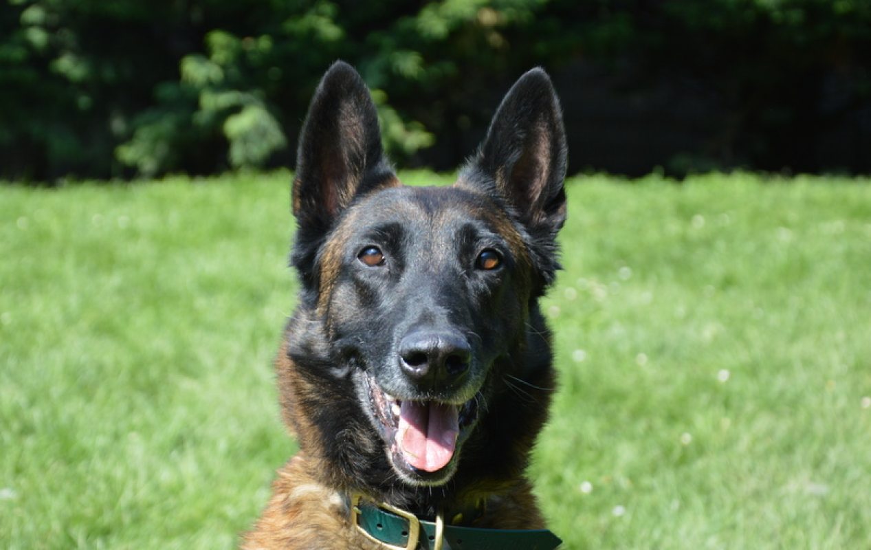 Bella - Chien Berger Belge Malinois à adopter - photo 5