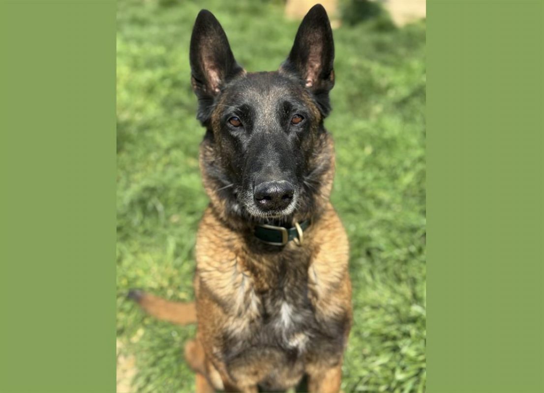 Bella - Chien Berger Belge Malinois à adopter - photo 6