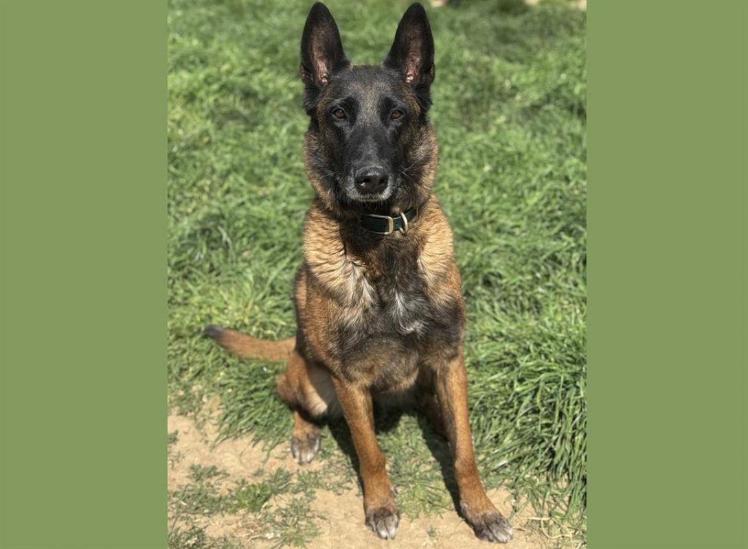 Bella - Chien Berger Belge Malinois à adopter - photo 7