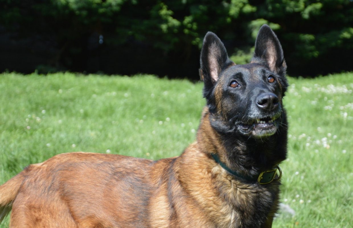 Bella - Chien Berger Belge Malinois à adopter - photo 8