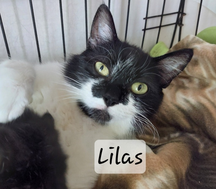 Photo de Lilas