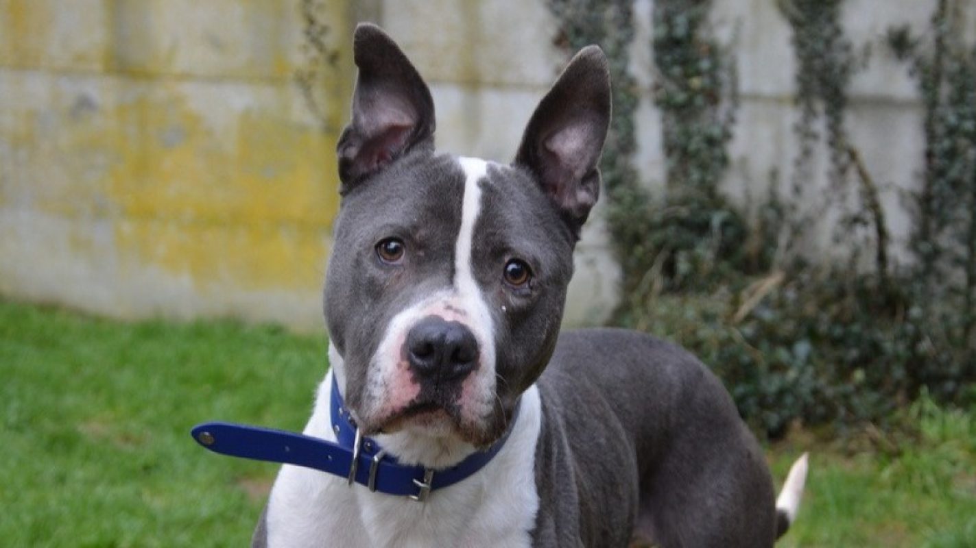 Benef - Chien à adopter