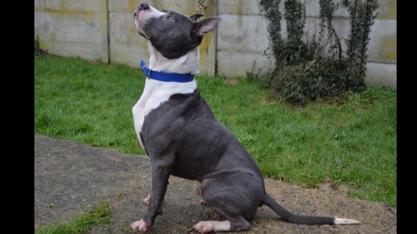 Benef - Chien à adopter - photo 2