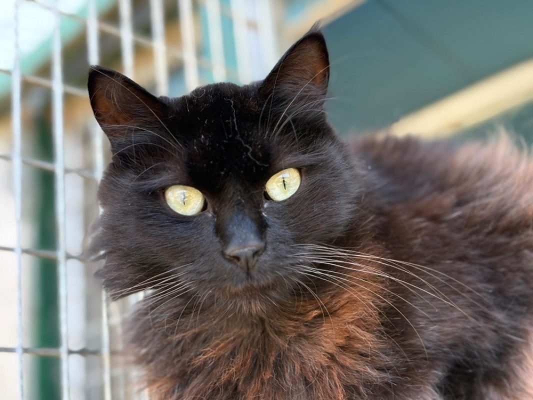 Ebene - Chat Européen à adopter