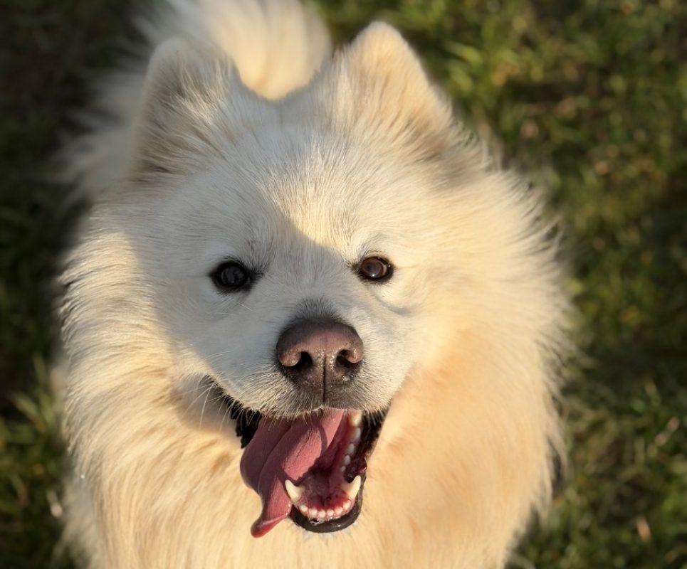Rex - Chien Samoyéde à adopter