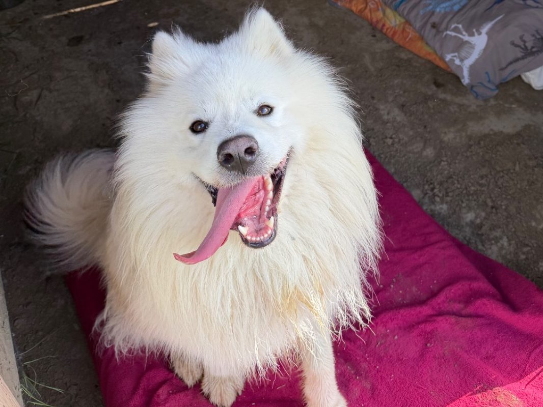 Rex - Chien Samoyéde à adopter - photo 2