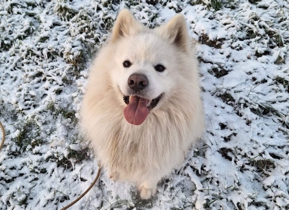 Rex - Chien Samoyéde à adopter - photo 3