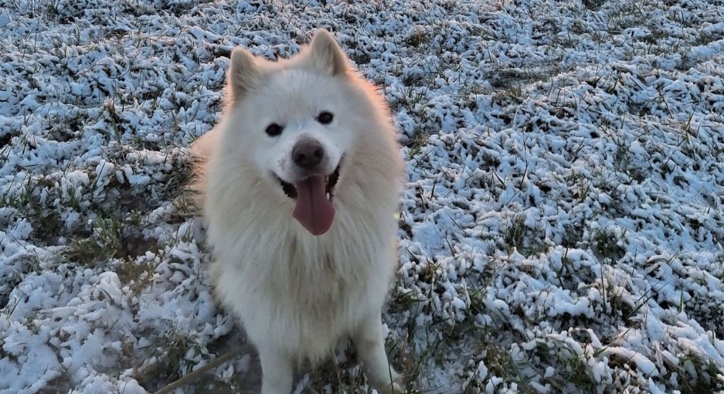 Rex - Chien Samoyéde à adopter - photo 4