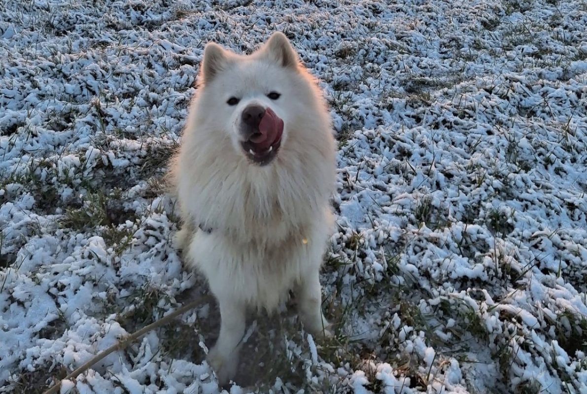 Rex - Chien Samoyéde à adopter - photo 5