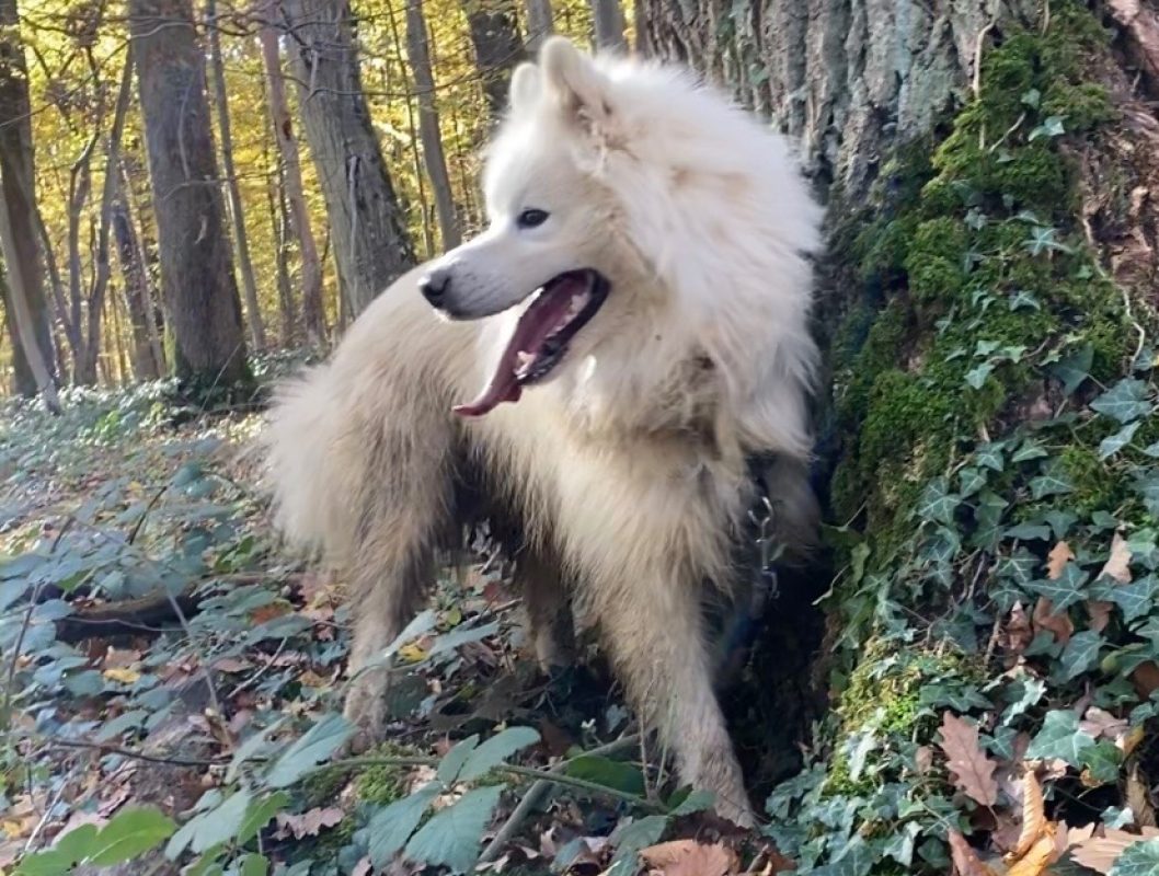 Rex - Chien Samoyéde à adopter - photo 7
