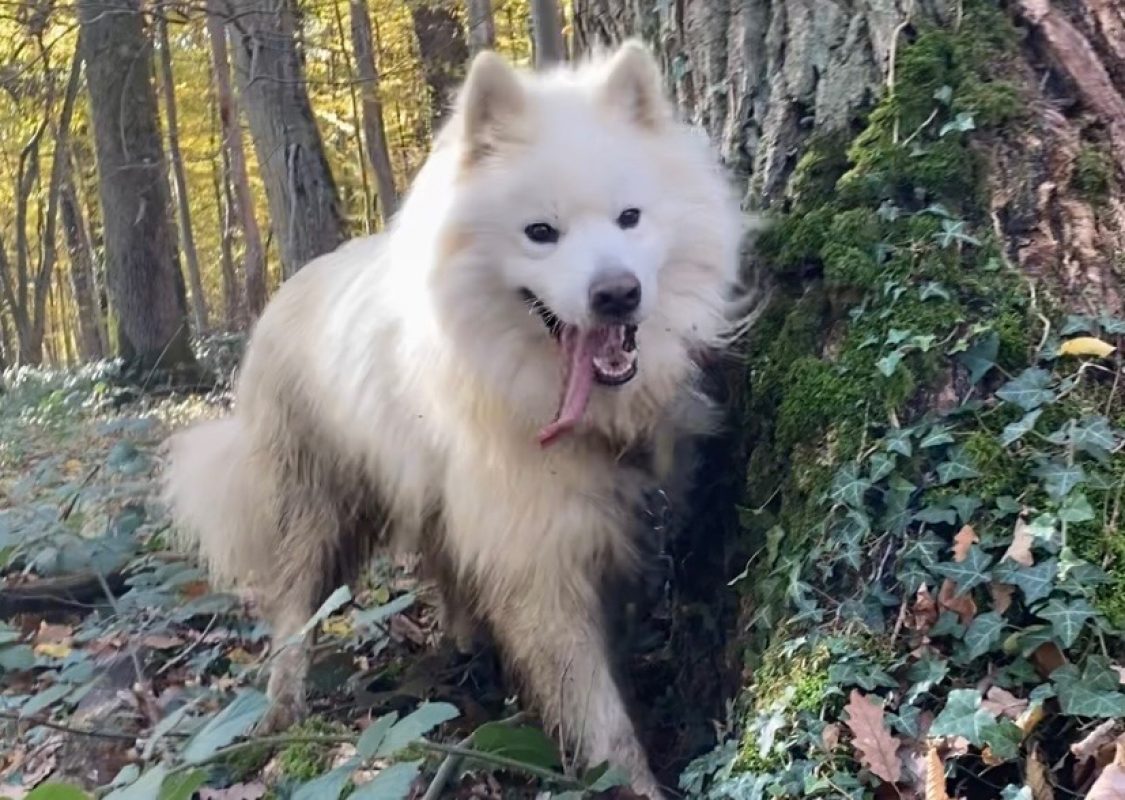Rex - Chien Samoyéde à adopter - photo 8