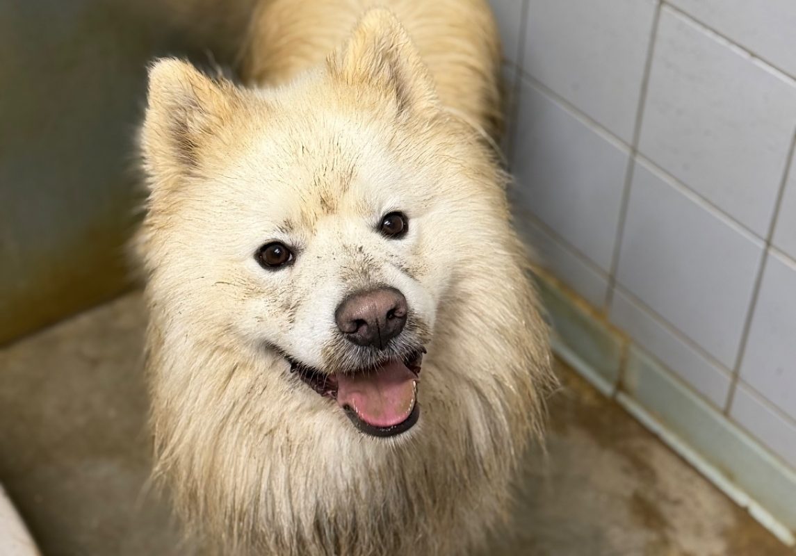 Rex - Chien Samoyéde à adopter - photo 9