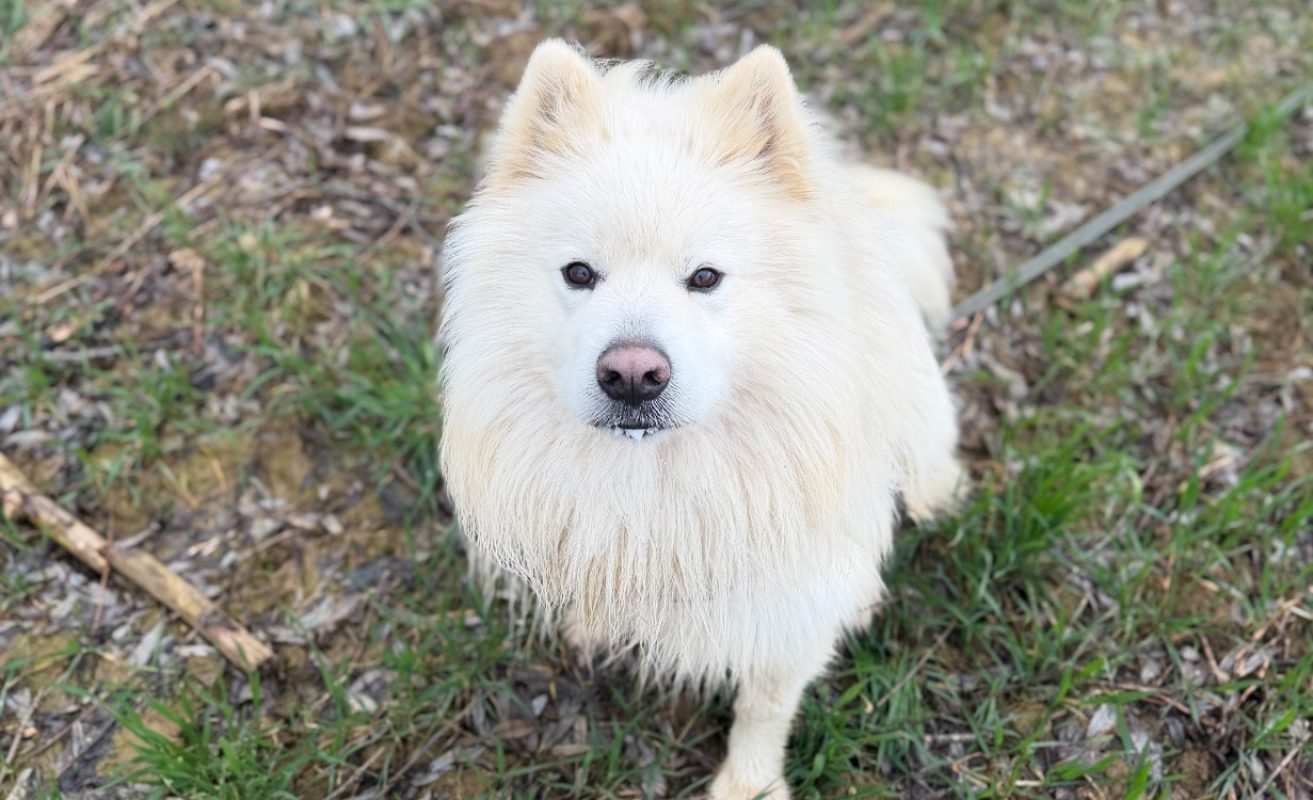 Rex - Chien Samoyéde à adopter - photo 10