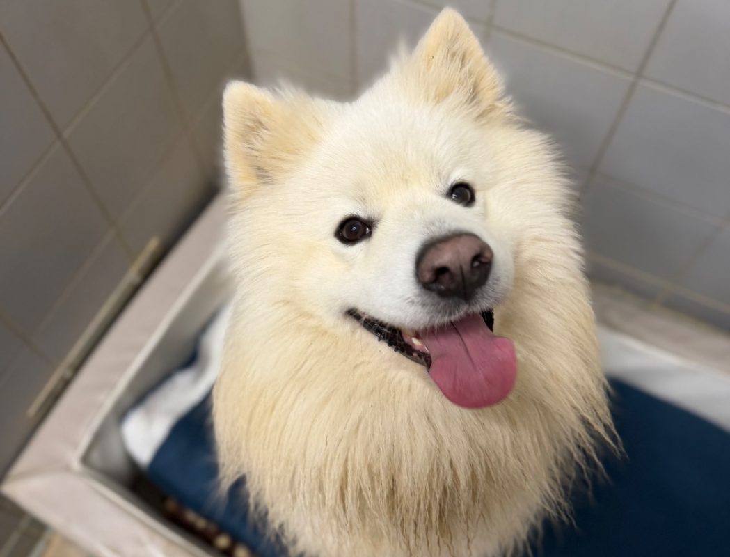 Rex - Chien Samoyéde à adopter - photo 11