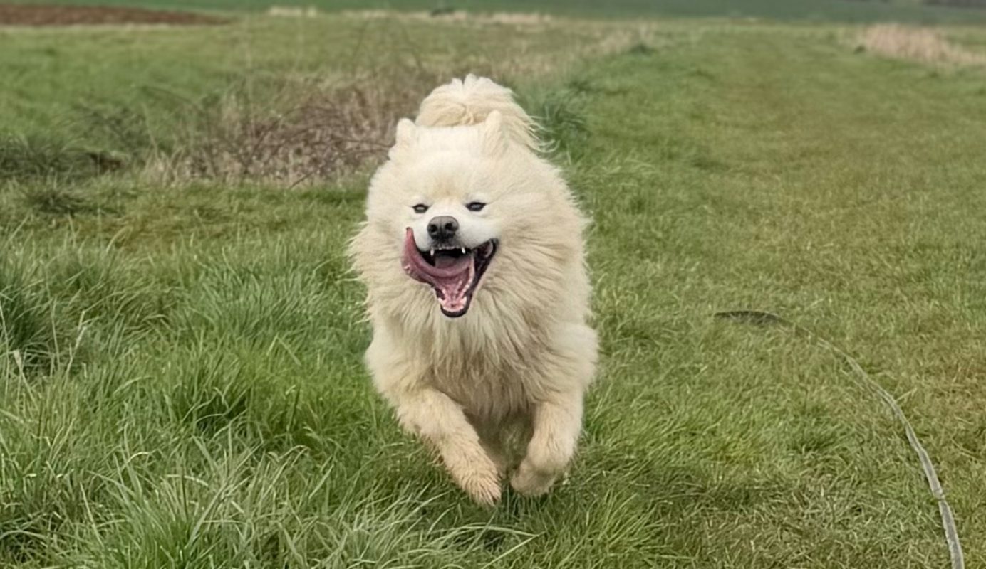 Rex - Chien Samoyéde à adopter - photo 12