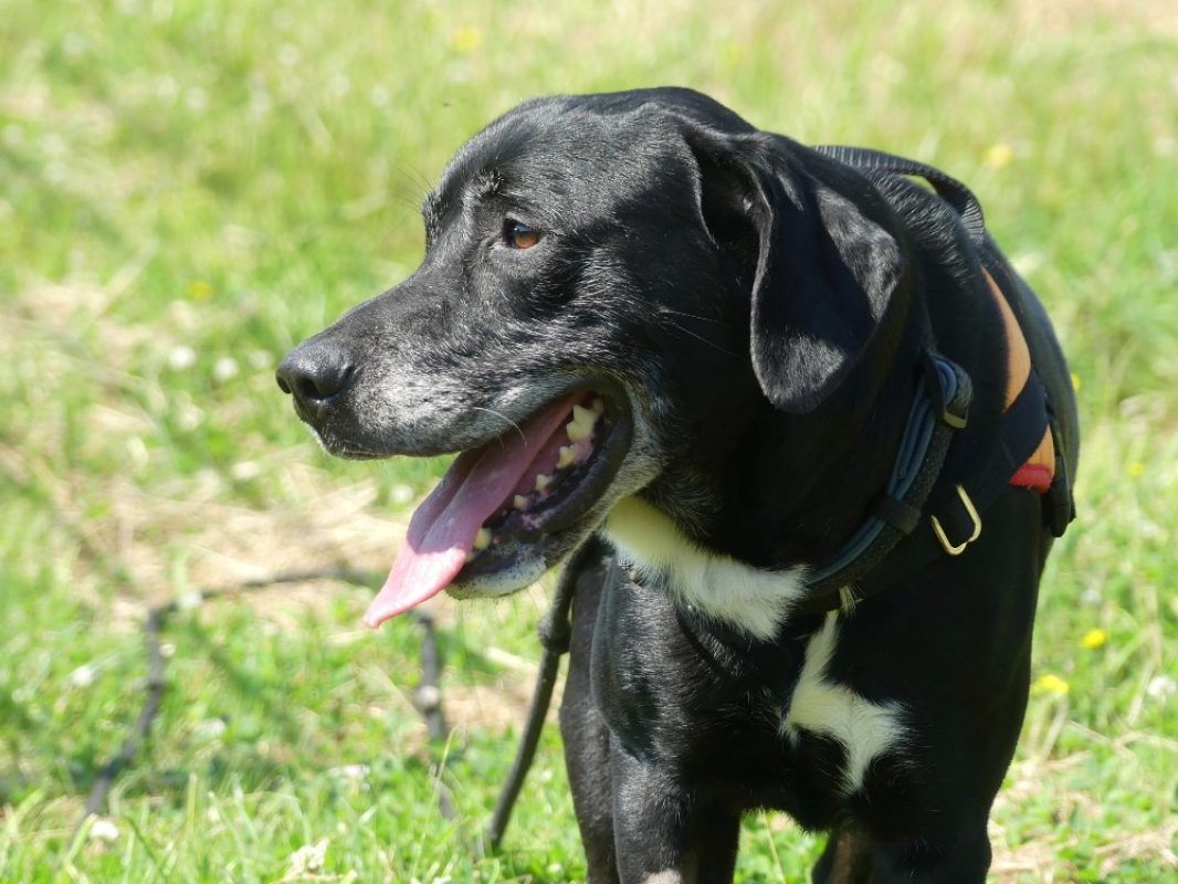 Rex - Chien à adopter