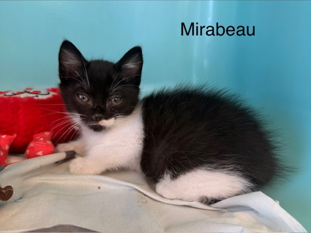 Photo de Mirabeau