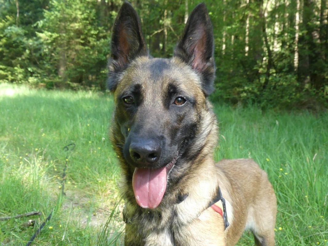 Arkos - Chien Berger Belge Malinois à adopter
