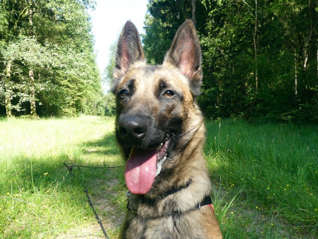 Arkos - Chien Berger Belge Malinois à adopter - photo 2