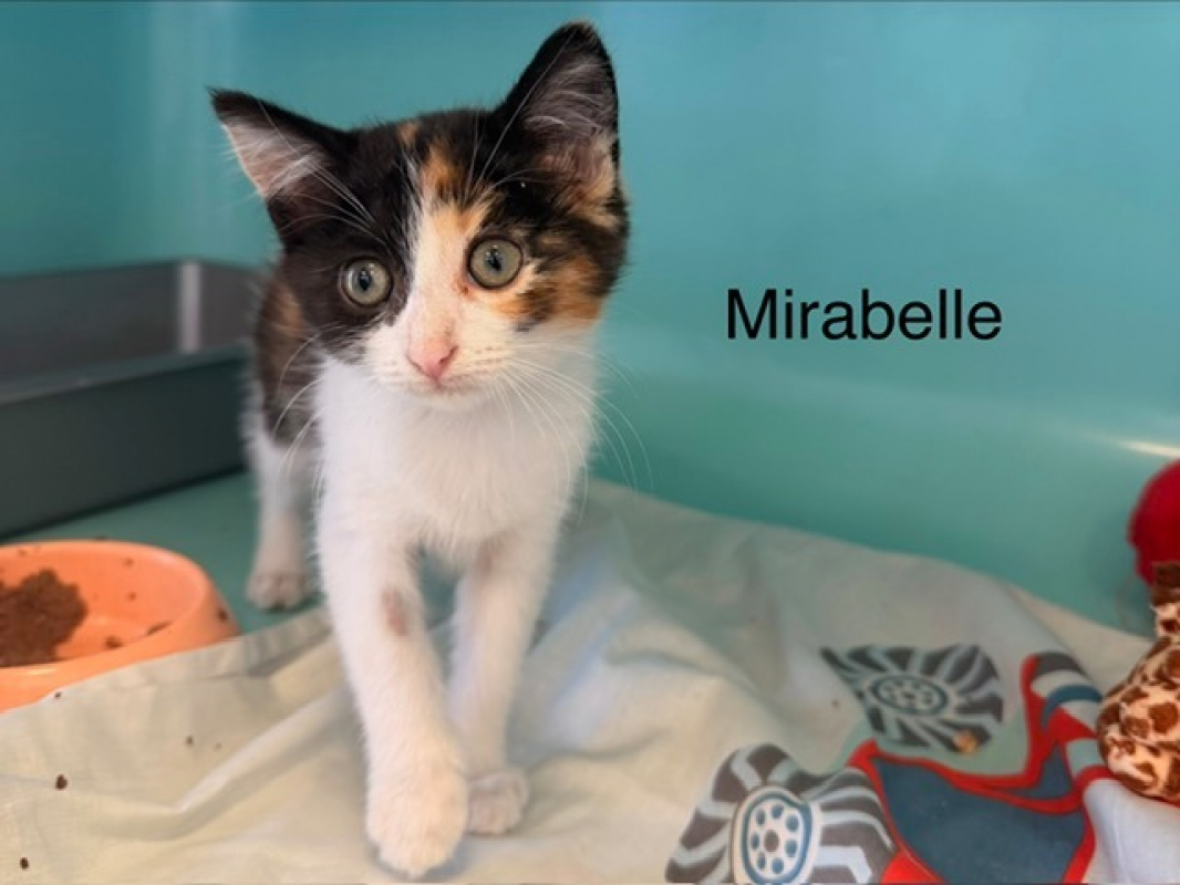 Photo de Mirabelle