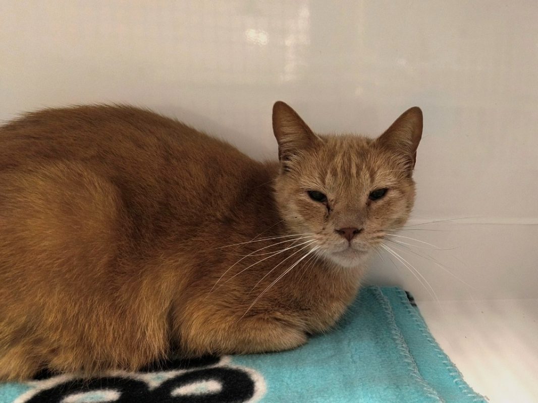 Gaspard - Chat Européen à adopter