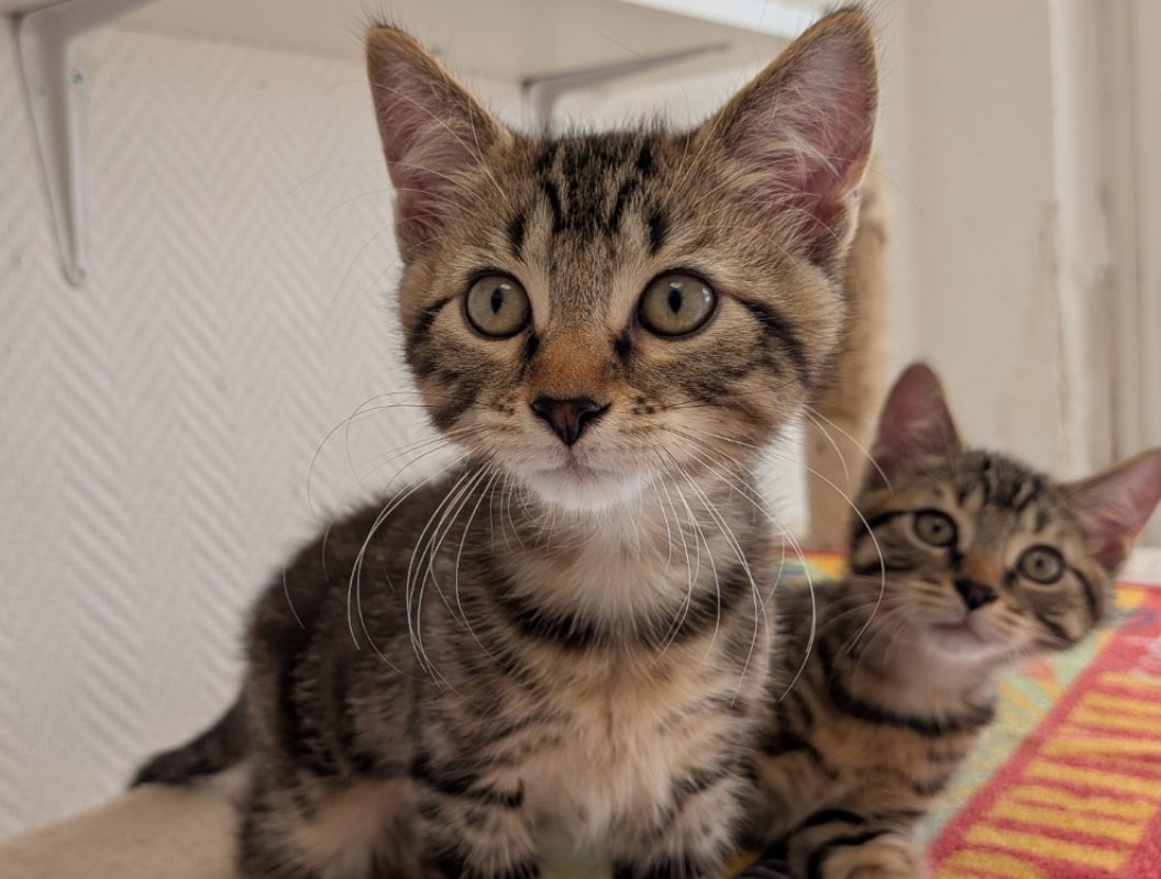 Madel - Chat Européen à adopter
