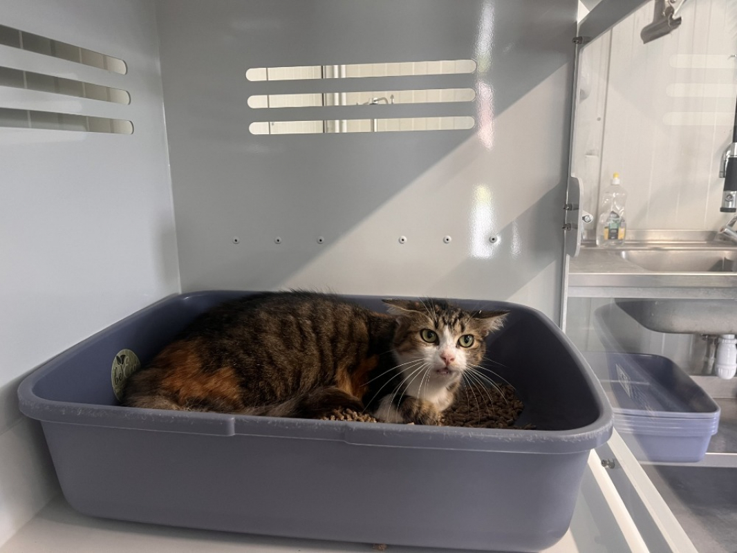 Photo de Pepsie