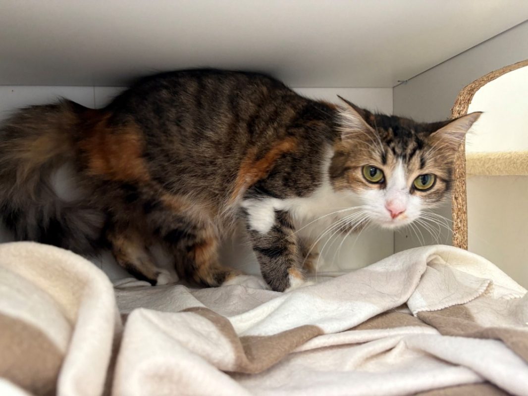 Pepsie - Chat Européen à adopter
