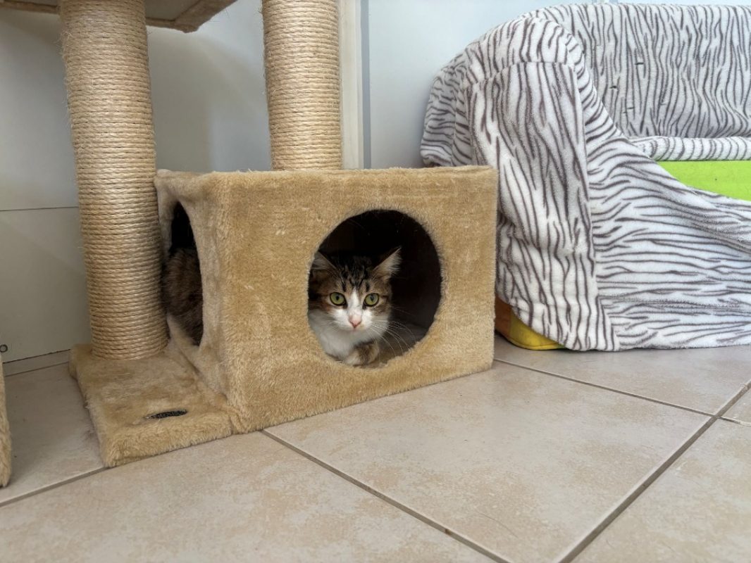 Pepsie - Chat Européen à adopter - photo 2