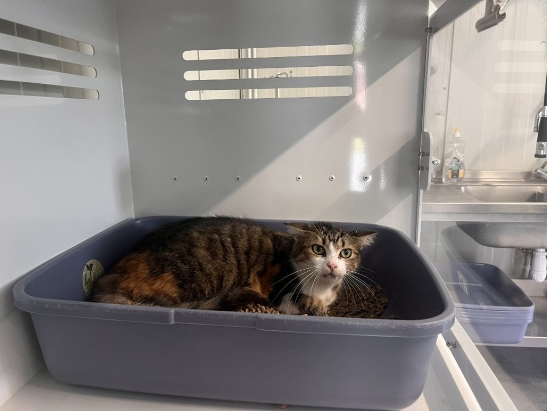 Pepsie - Chat Européen à adopter - photo 3