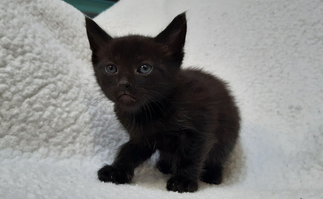 Photo de Viking